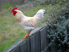 A rooster on a fence, ready to fly